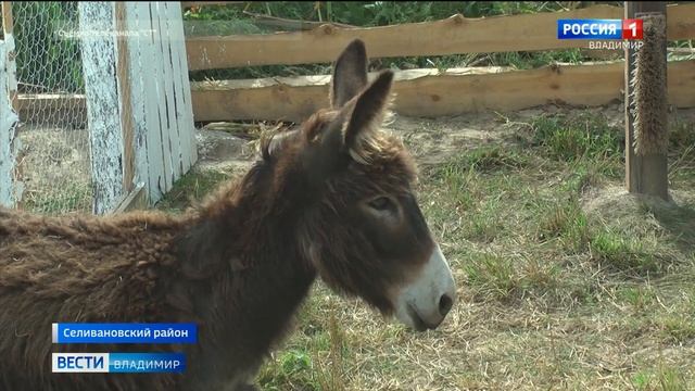 В селе Драчево Владимирской области на заброшенной ферме создали экопарк смотреть онлайн