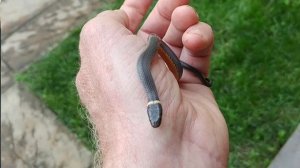 Everything you need to know about Ring-necked snakes! (Diadophis punctuatus)