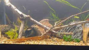 Setting up a Hillstream Loach tank