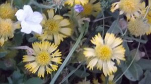 FujiFilm Fine Pix SL280 Images