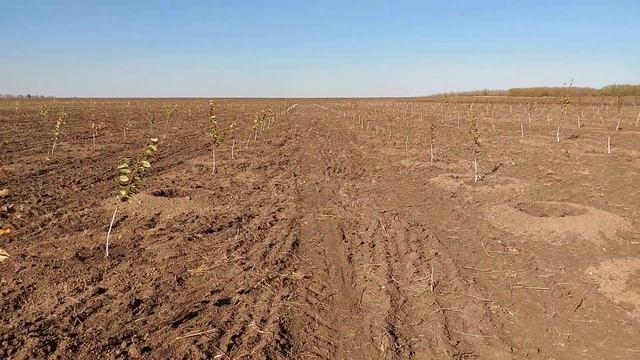 Груша талгарская красавица смотреть онлайн