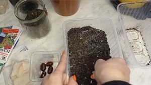 Личи из косточки, выращивание дома#сад#огород#личи#выращиваниеличи