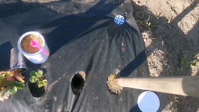 Удобрение ОСМОКОТ, сколько ложить в лунку при посадке земляники. смотреть онлайн