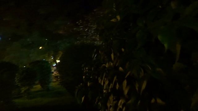 Cовы и сверчки в центре Аланьи Alanya Слушаем с котом звуки природы