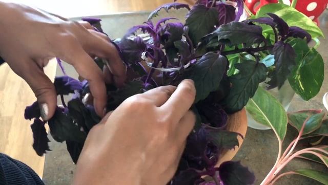 Purple Velvet Vine Plant