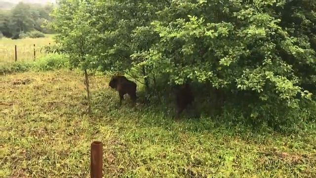 Выпуск зубров в Турмонском заказнике смотреть онлайн