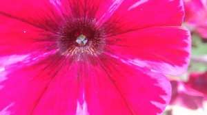 petunia flower