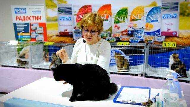 "Международная выставка кошек "Осенний вернисаж - 2023".