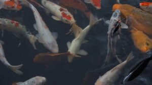 Рыбы в океане. морские хищники. коралловый риф. морские животные