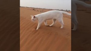 Само совершенство. Миллион лет эволюции,