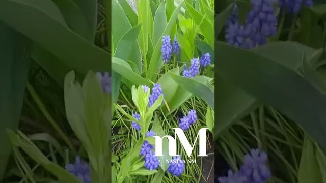 Молитва вечером #молитва #молитваобисцелении #сильнамолитва смотреть онлайн