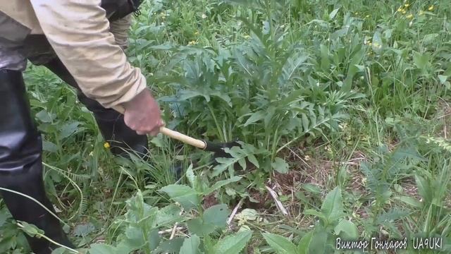 Маралий Корень смотреть онлайн