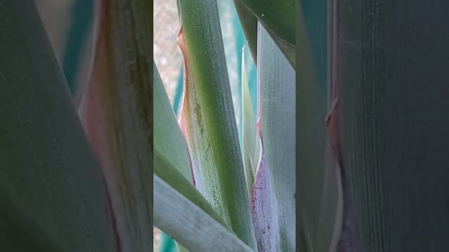 Bird of paradise new flower spike