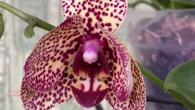 ОРХИДЕЯ фаленопсис Клеопатра «Cleopatra» Phalaenopsis