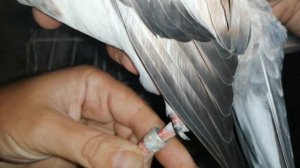 " ГОЛУБИ " ЧТО ДЕЛАТЬ С ЧУЖАКАМИ ???