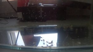 Васильковый хаплохромис, нерест.