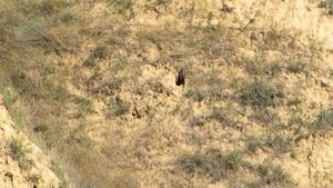 МЦ21 12 Кучность