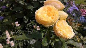 Роза карамелла, каталина, парблю, Нельсен монфор. питомник    rosesmol. Rose