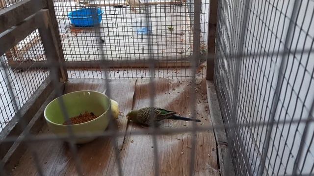 волнистый попугай не становится на правую ножку и бьётся в конвульсиях. что это может быть?