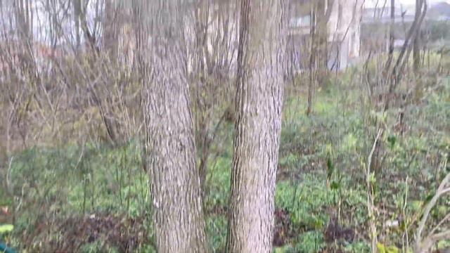 ЕЩЕ РАЗ О ЧЕРЕШКОВОЙ ГОРТЕНЗИИ. 12.04.23. смотреть онлайн