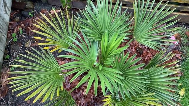 The differences between Trachycarpus fortunei and Trachycarpus wagnerianus смотреть онлайн