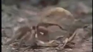 Тарантула против Скорпиона-Tarantula against Scorpio