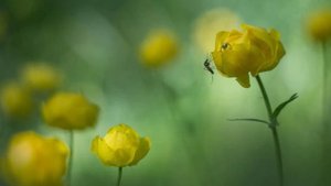 "ВЕСНА И ОСЕНЬ"... (Фото Надежды Лавровой (Фрязино) - Георгий Свиридов - "Метель")