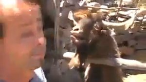 Мужик Дразнит козла