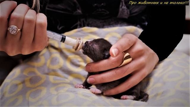 Кошка закопала котёнка, но он всё равно полз на свет... смотреть онлайн