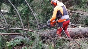 GARDEN AND FOREST and Felling BIG TREE Chainsaw Husqvarna 560XP