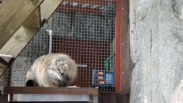 Взвешивание манула Тимофея смотреть онлайн