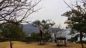 8.03.2023. Можжевеловая поляна