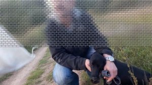 Мужик топит собаку в реке - пришлось вмешаться. Му - Му 2017.