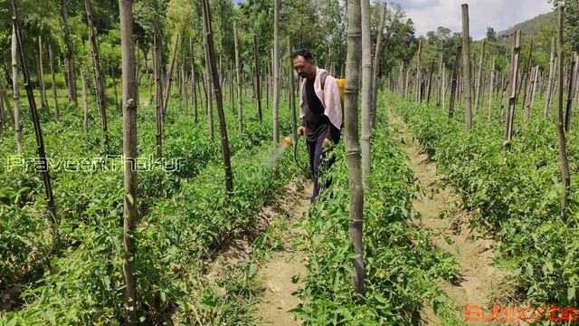 Movento Energy | Systemic double action insecticide | Bayer | Parveen Thakur | Spirotetramat | imid