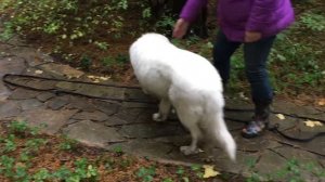 Дрессировка маремма абруцкой овчарки.