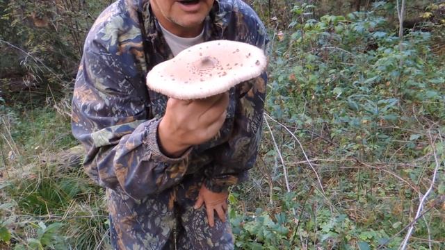 Гриб-зонтик ? пёстрый: быстрый обед ? в лесу. (Macrolepiota procera). смотреть онлайн