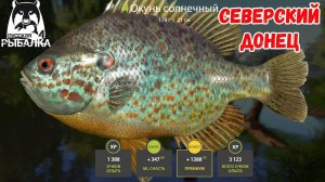 СОЛНЕЧНЫЙ ОКУНЬ + ПРИЛОВ НА ВЕКИ НА СЕВЕРСКОМ ДОНЦЕ В РУССКОЙ РЫБАЛКЕ 4 РР4