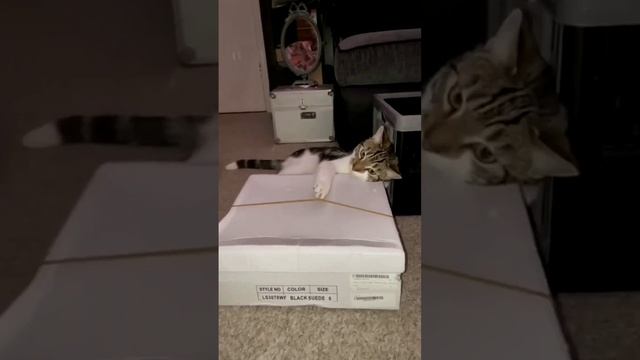 Кот музыкант