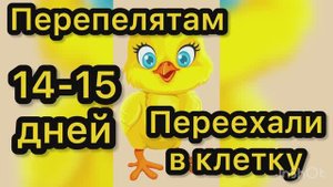 Перепелятам 14-15 дней. Переезд в клетку