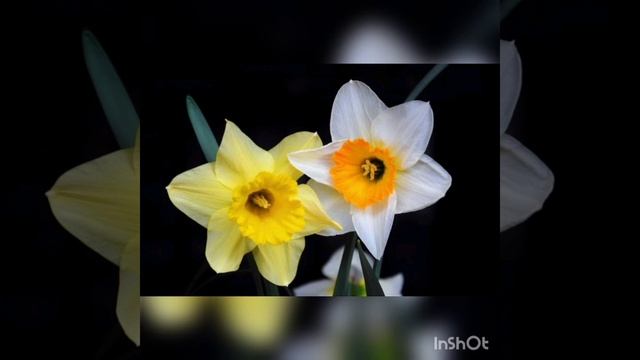 Нарциссы весенние цветы смотреть онлайн