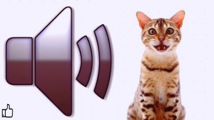 Топ -10 Мяуканье кошек которые взбесят вашу собаку или кота. Прикол над своим домашним питомцем.