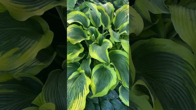 Хоста Атлантис (hosta atlantis)