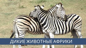 Дикие животные Африки