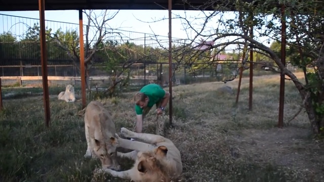 Попытка забрать новорожденных львят из саванны смотреть онлайн