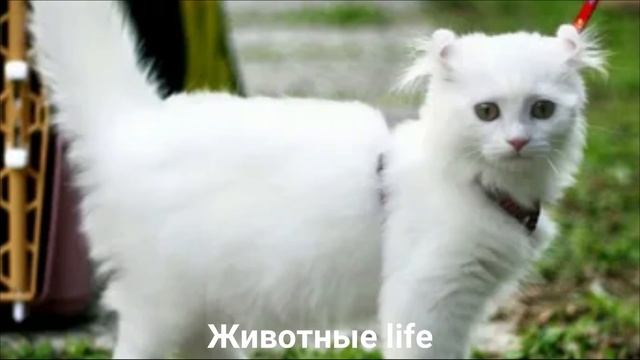 АМЕРИКАНСКИЙ КЁРЛ?/Животные Life/Кошки/Животные/Интересные факты