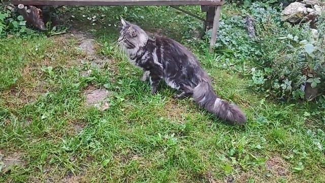 кот черный мрамор на серебре смотреть онлайн