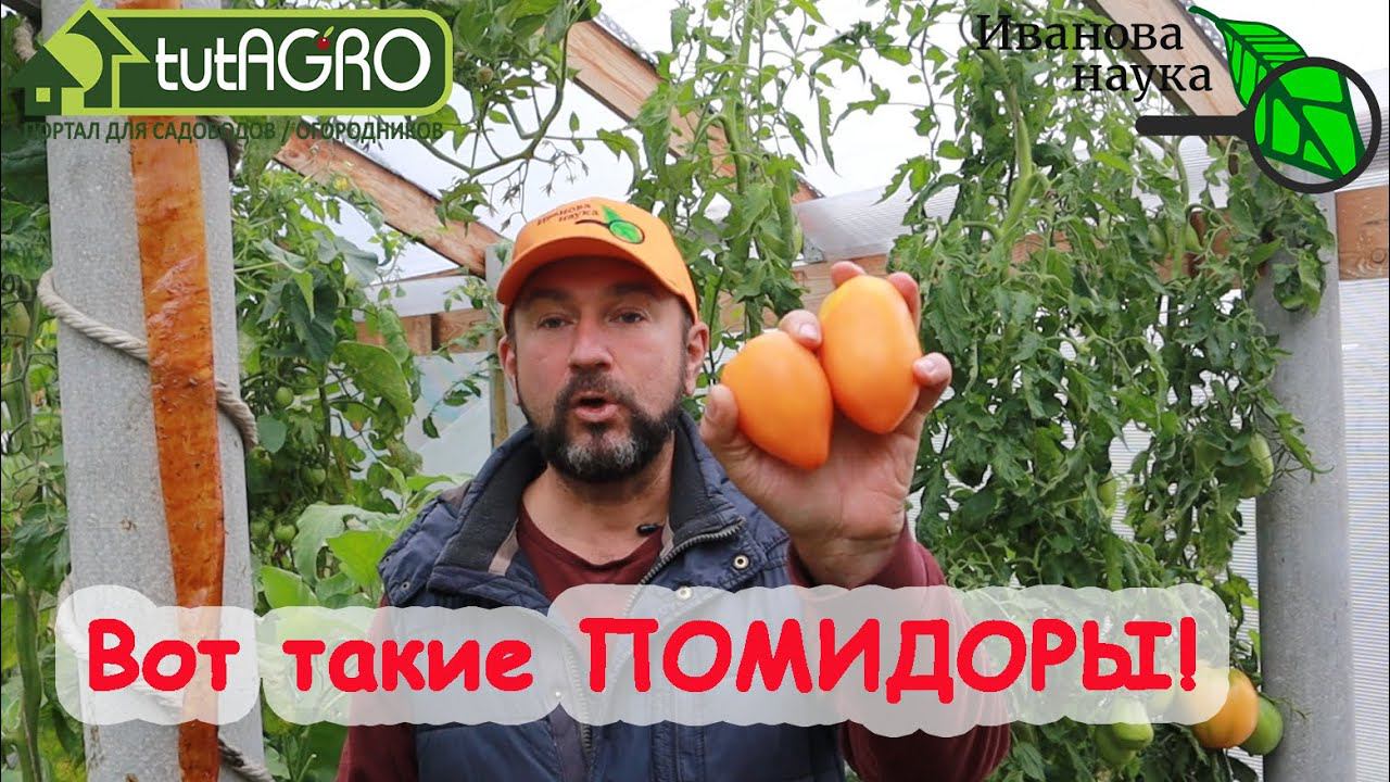 ТОМАТ ДЛЯ ЛЮБЫХ ЖЕЛУДКОВ! Очень СЛАДКИЙ ПОМИДОР, проверенный ГАСТРИТОМ! Южный загар - вкуснота!