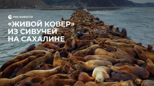 "Живой ковер" из сивучей на Сахалине