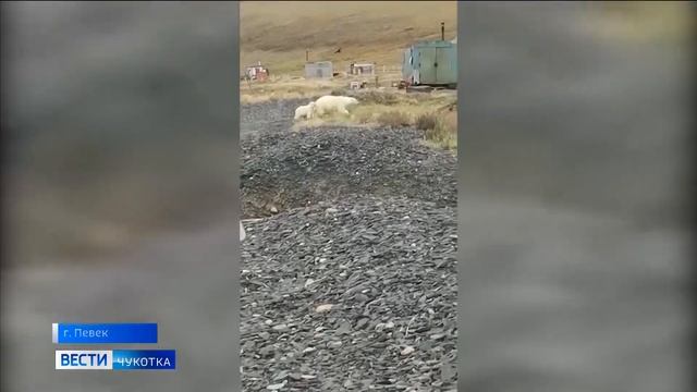 Медведи в Певеке смотреть онлайн