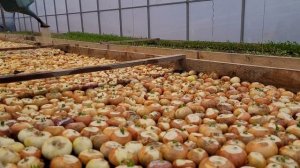 Лук на перо зимой в теплице. Бизнес на миллион.